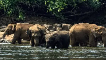 Herd of wild elephants
