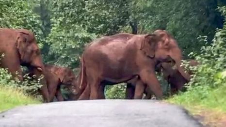 wild elephants