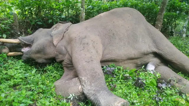 കേരളത്തിൽ 11 വർഷത്തിനിടെ 113 കാട്ടാനകൾ ചത്തതായി കണക്ക്