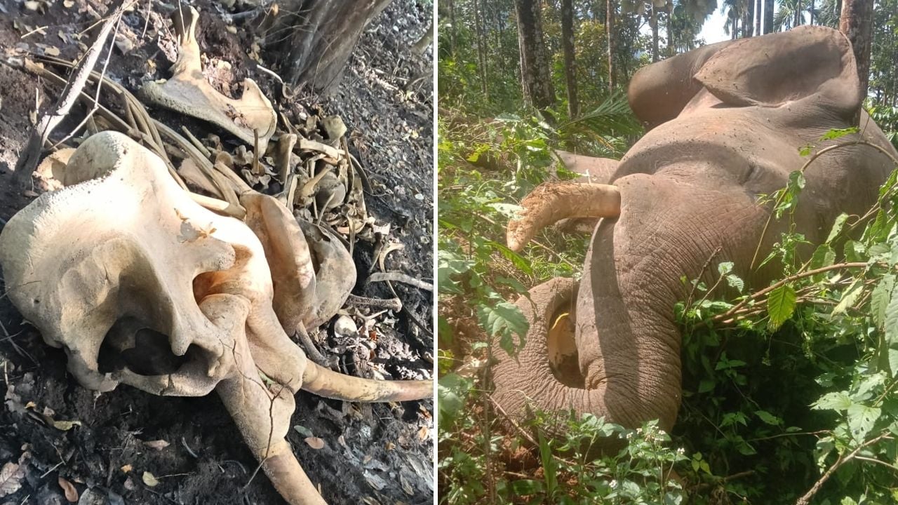 wild-elephants-found-dead-in-nilambur