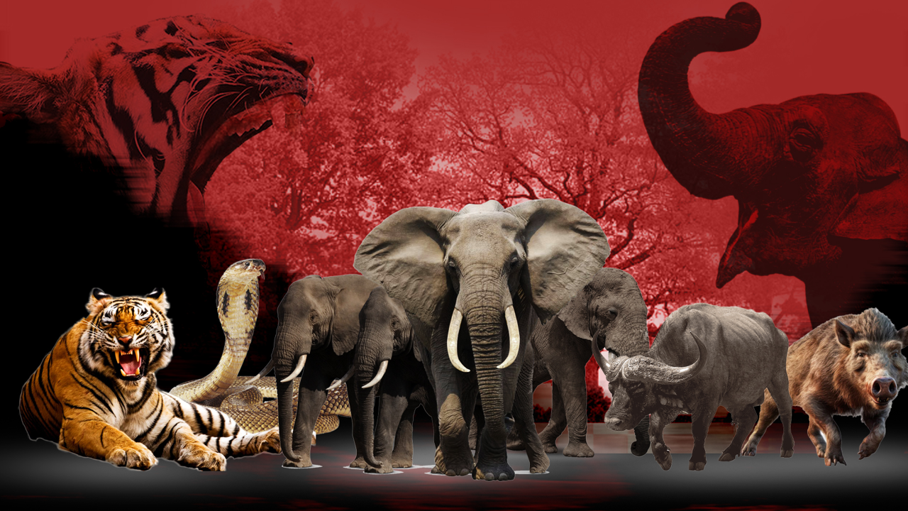 wild life conflict