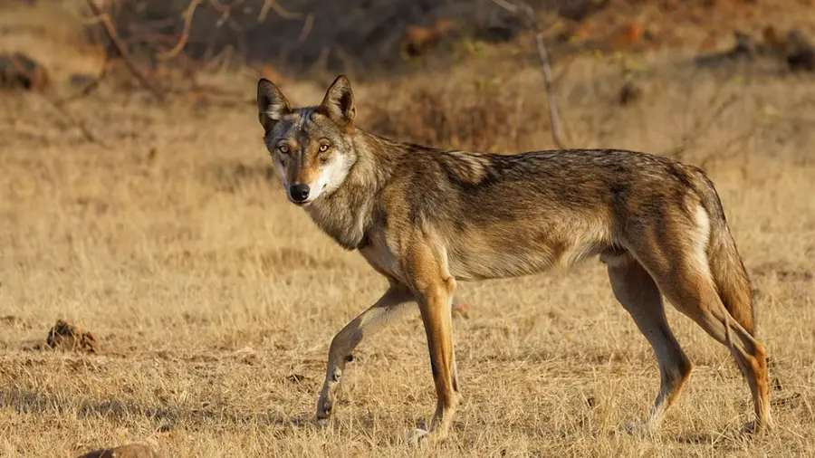 Wolf