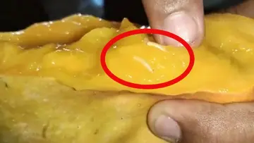 worm mangoes