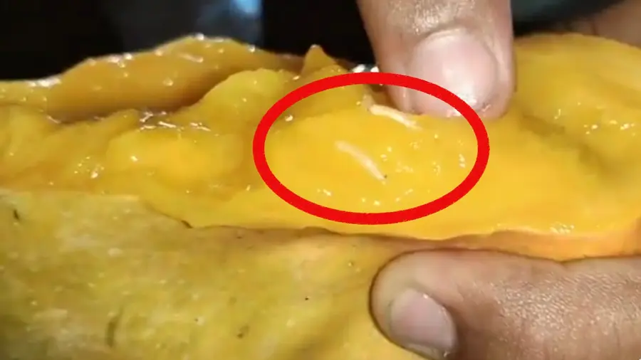worm mangoes