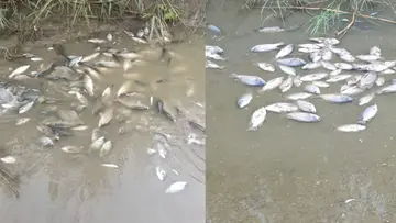 yamuna fish dead