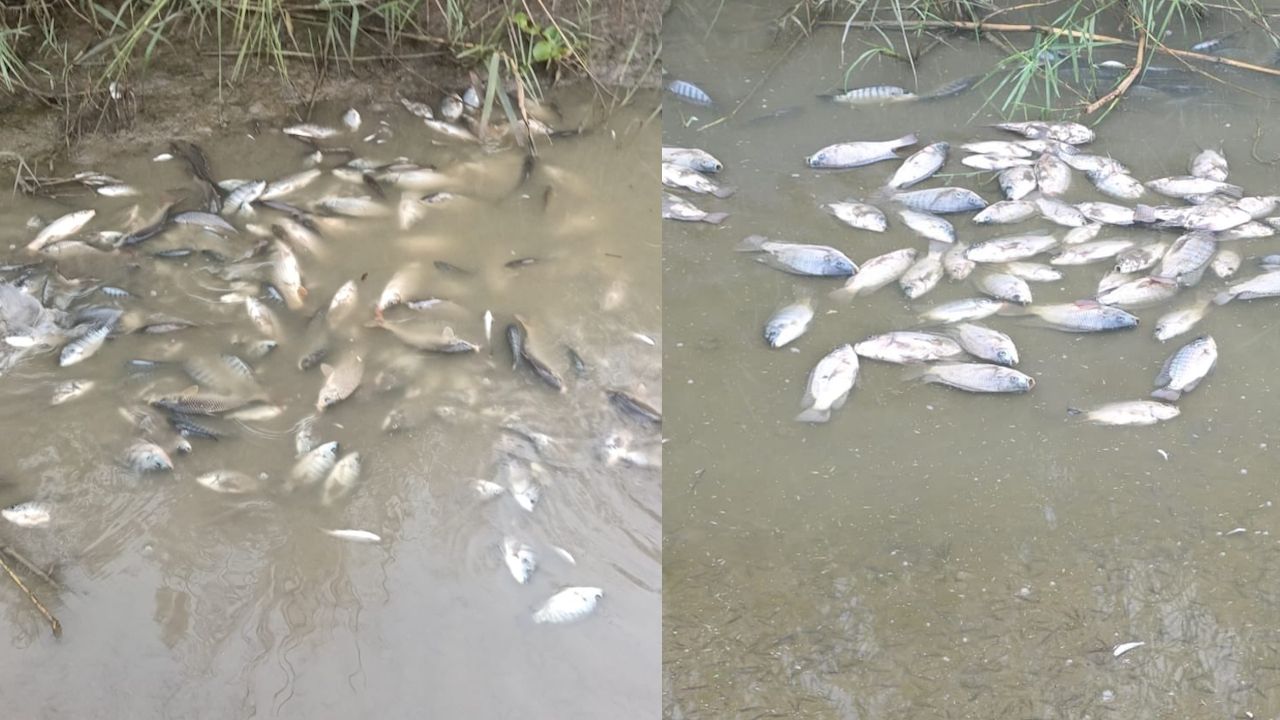 yamuna fish dead