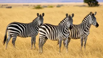 zebra